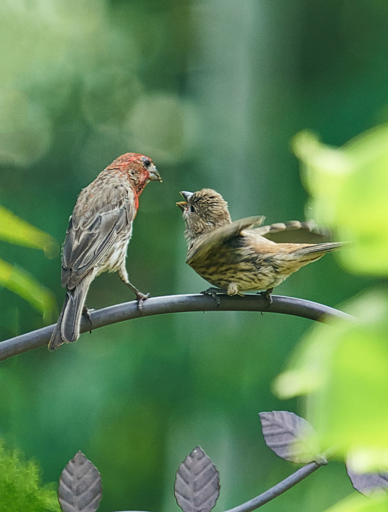 House Finch and Juvenile 2 by gardencat