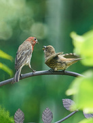 11th Aug 2016 - House Finch and Juvenile 2