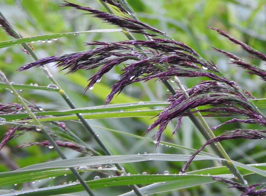 Wet Reeds by oldjosh