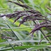 Wet Reeds by oldjosh