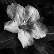 11th Aug 2016 - Lovely Without Color