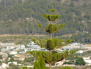 2nd Aug 2016 - Monkey puzzle