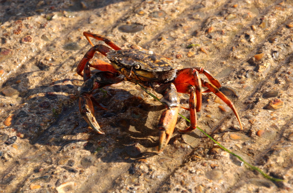 Orford crab by busylady