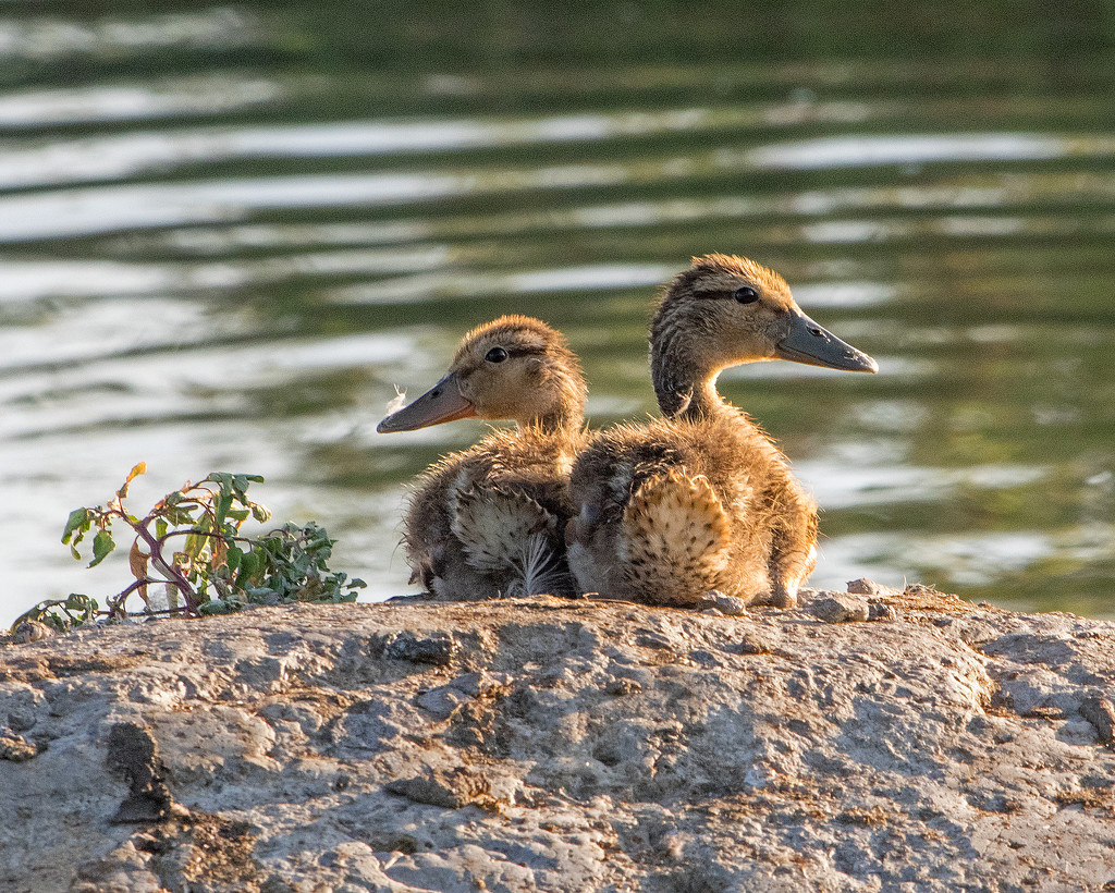 Ducklings by rminer