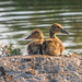 Ducklings by rminer