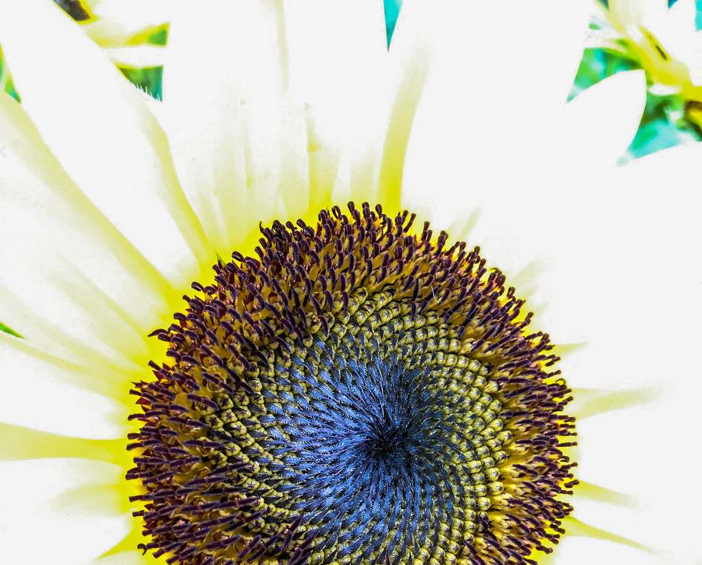 Sunflower  by loweygrace