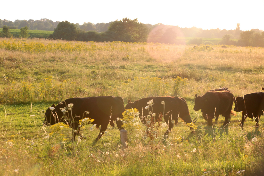 Cows at sunset by ingrid01