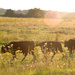 Cows at sunset by ingrid01