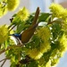 Blue-faced Honeyeater feeding by hrs
