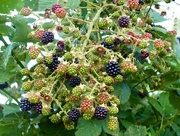 12th Aug 2016 - Ripening Blackberries 