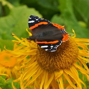 6th Aug 2016 - RED ADMIRAL 