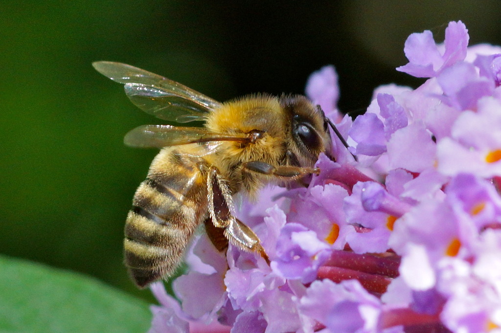 BUDDLEIA AND HONEY BEE by markp