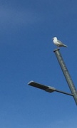 10th Aug 2016 - Common Seagull