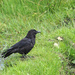 Crow by philhendry