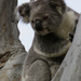  by koalagardens