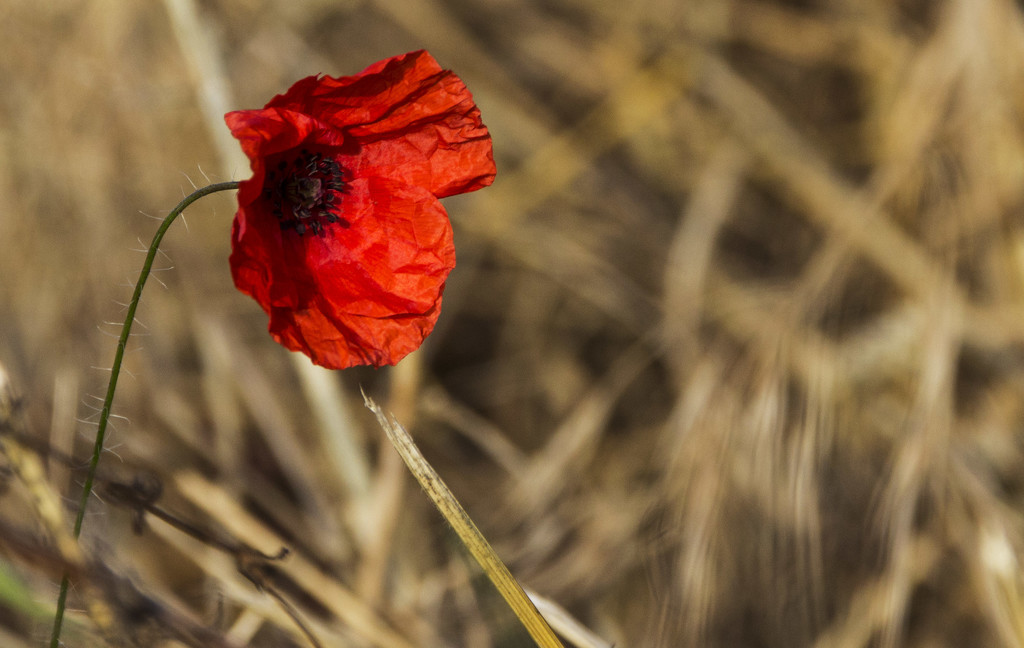 Last of the red hot poppies by shepherdman