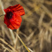 Last of the red hot poppies by shepherdman