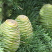 Cones by lellie