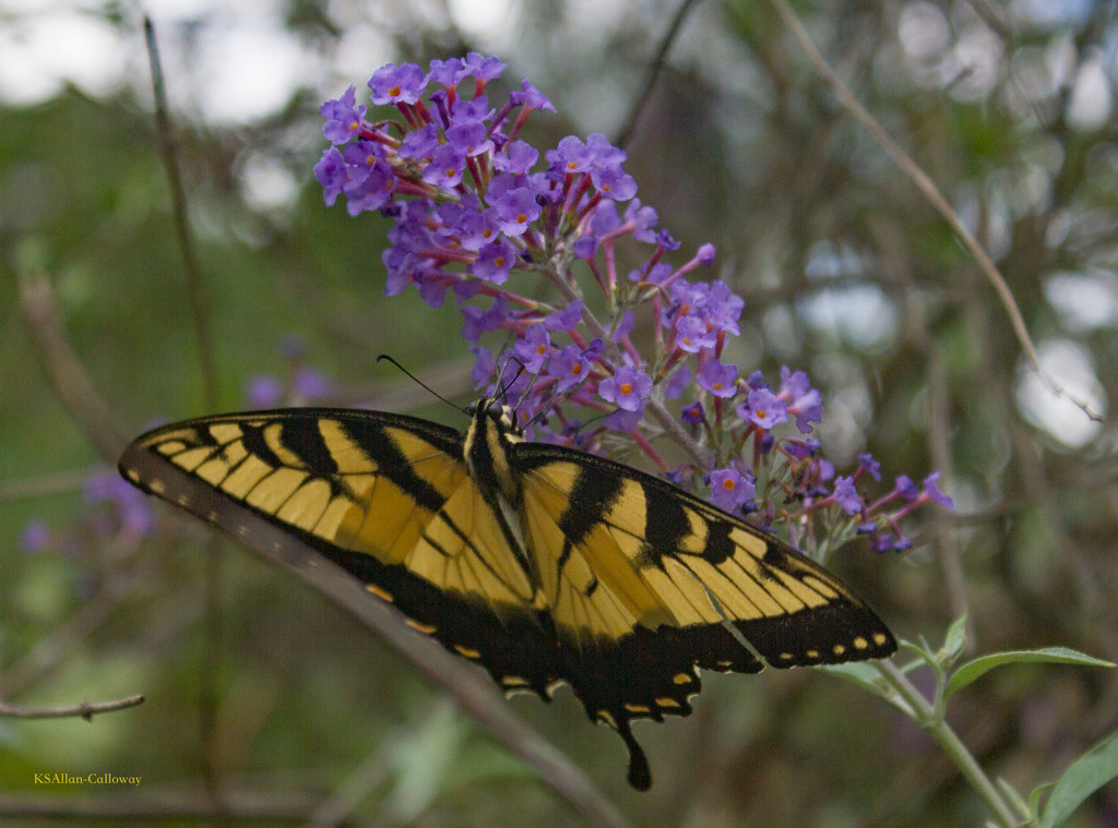 Swallowtail in the butterfly bush by randystreat