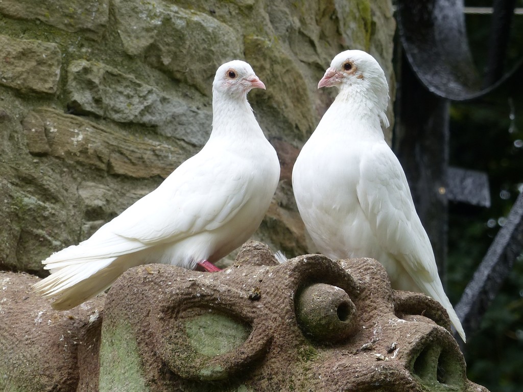  White Doves by susiemc