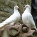  White Doves by susiemc
