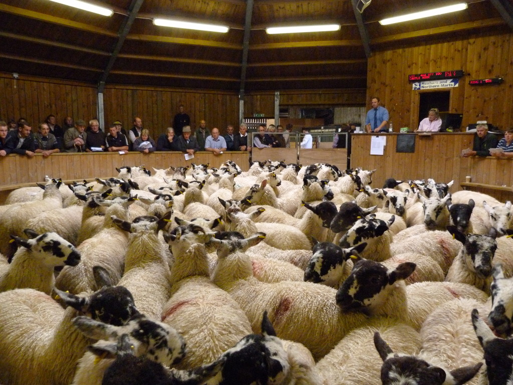 100 Mule store lambs by shirleybankfarm