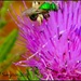 "Thistle while you work"... by soylentgreenpics