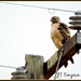 High Voltage Hawk by soylentgreenpics