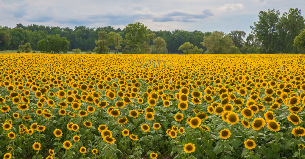Sunflower Field by dridsdale