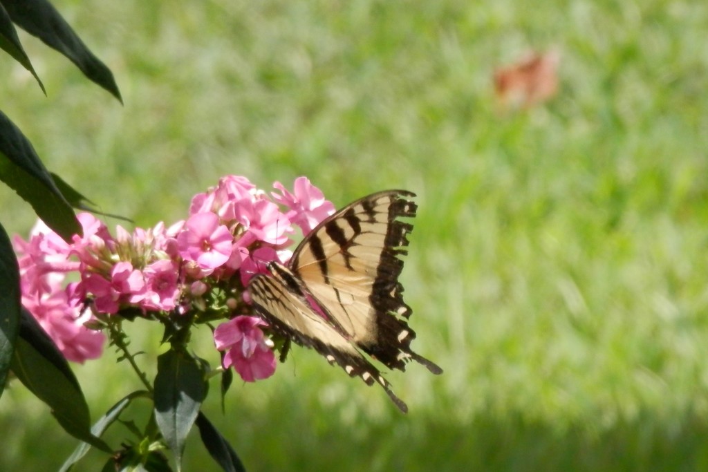 Butterfly by julie