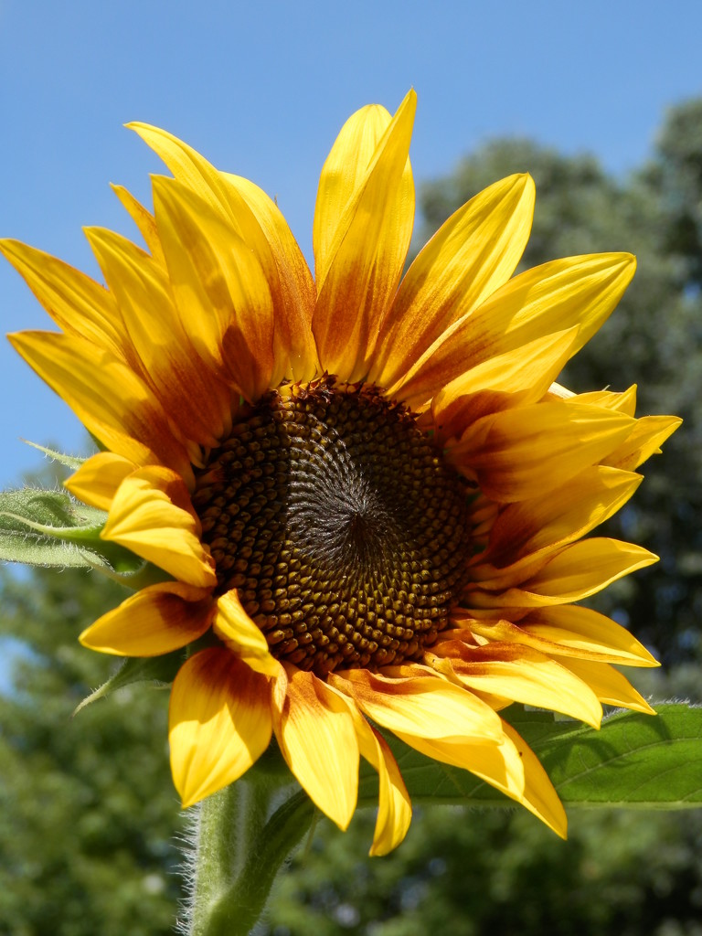 Sunflower by julie