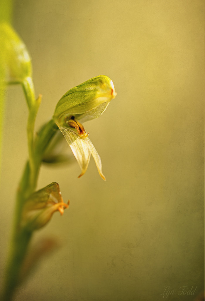 greenhood terrestial orchid by ltodd