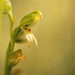 greenhood terrestial orchid by ltodd