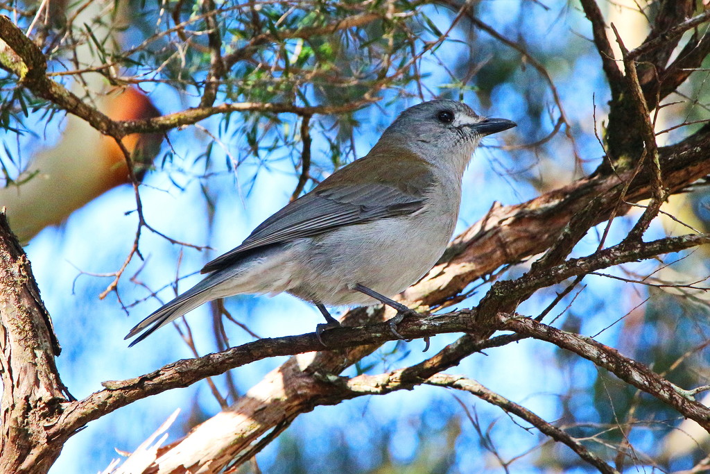 Shrike Thrush by terryliv