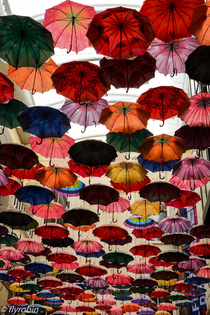 Umbrellas forever by flyrobin