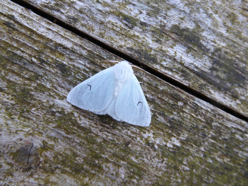 Black v moth by steveandkerry