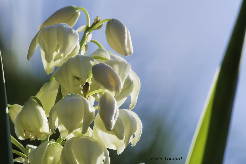 Yucca blossoms by evalieutionspics