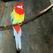 Rainbow Bird by seattlite