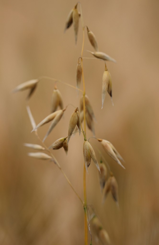 More From The Barley Field by motherjane