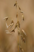 13th Aug 2016 - More From The Barley Field