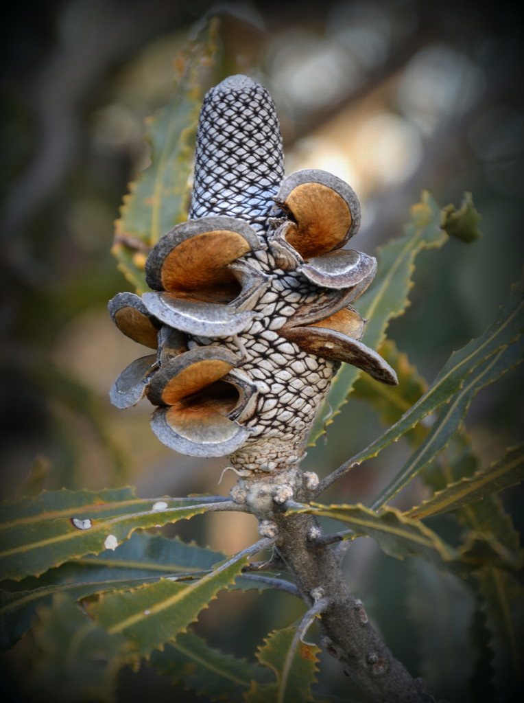 Banksia Nut_DSC9632 by merrelyn