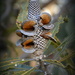 Banksia Nut_DSC9632 by merrelyn