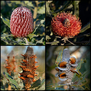 13th Aug 2016 - Banksia Collage