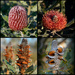 Banksia Collage by merrelyn