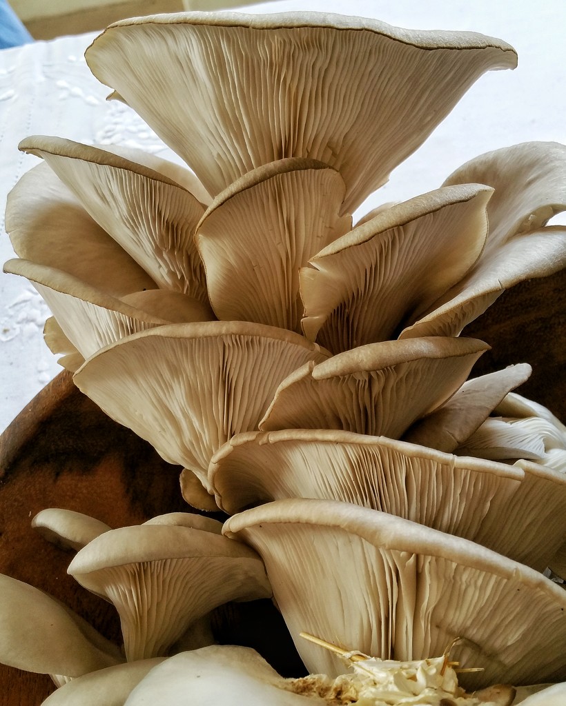 Oyster Mushrooms  by salza