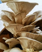 13th Aug 2016 - Oyster Mushrooms 