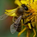 HONEY BEE by markp