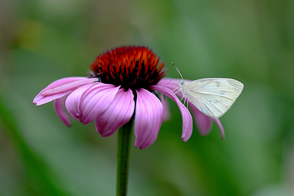 White Butterfly! by fayefaye