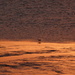 Little Egret on a Beach by 30pics4jackiesdiamond