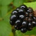 juicy blackberry by helenhall